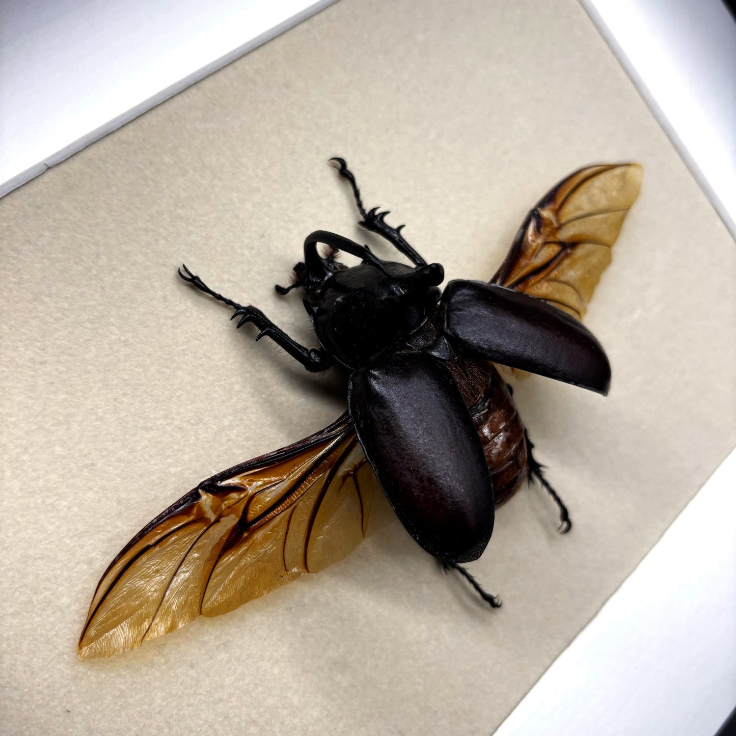 Großer Hornkäfer (Eupatorus birmanicus) | Präparat | Echter Käfer