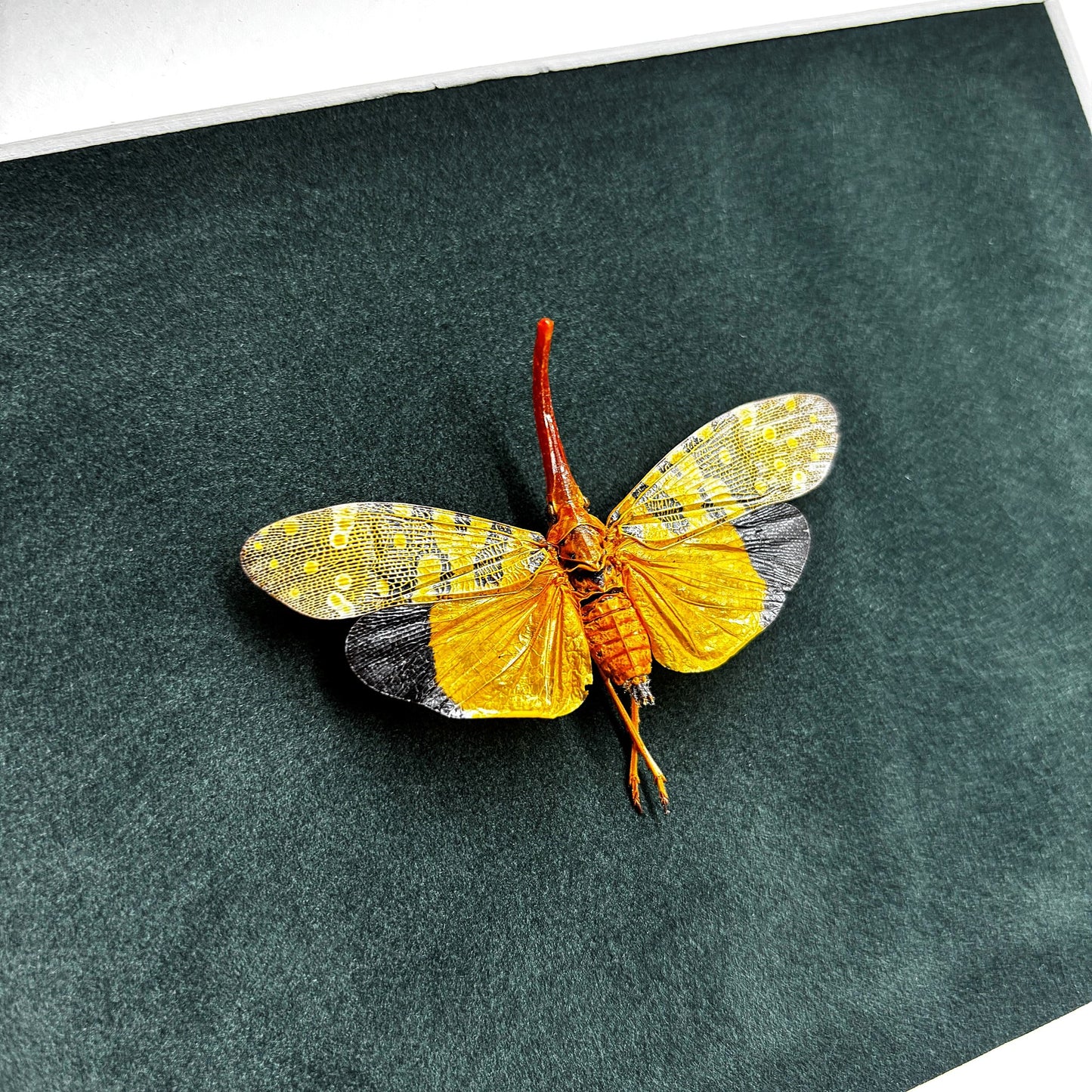 Gelber Laternenkäfer (Pyrops Candelaria) | Präparat | Echter Käfer