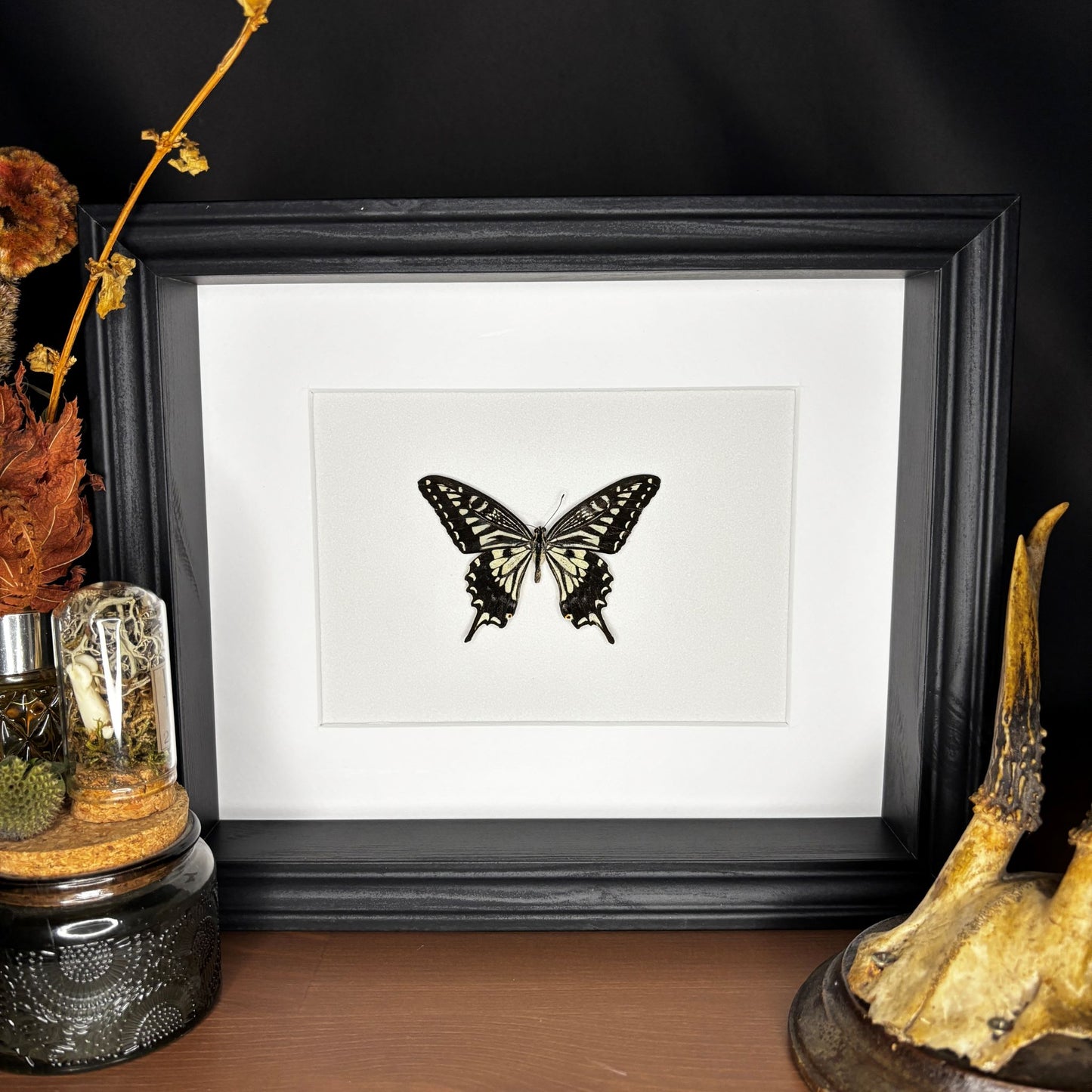 Japanischer Schwalbenschwanz (Papilio xuthus xuthus) | Präparat | Echter Schmetterling