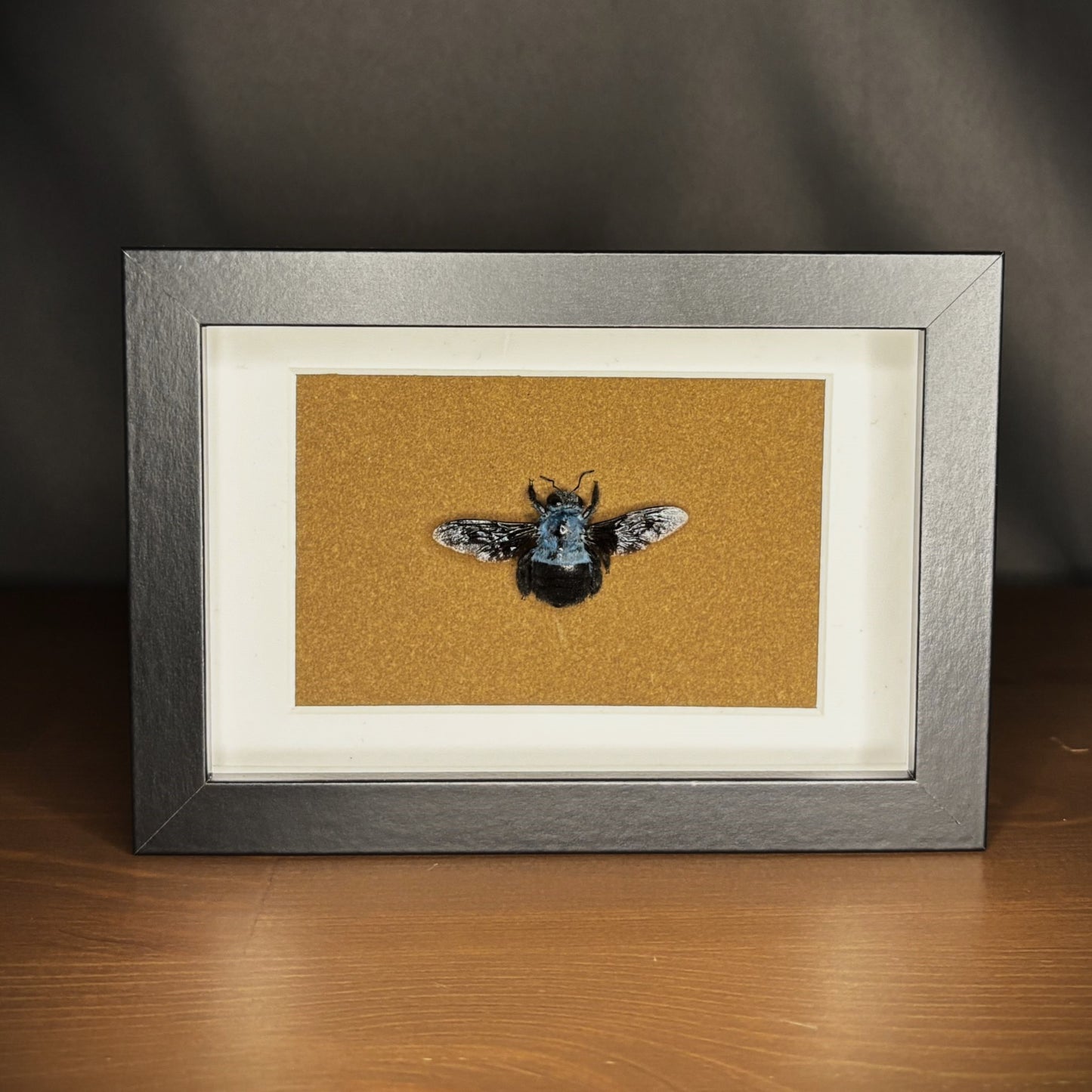 Präparierte Biene | Blaue Holzbiene (Xylocopa caerulea) | Echte Biene in klassischem Rahmen