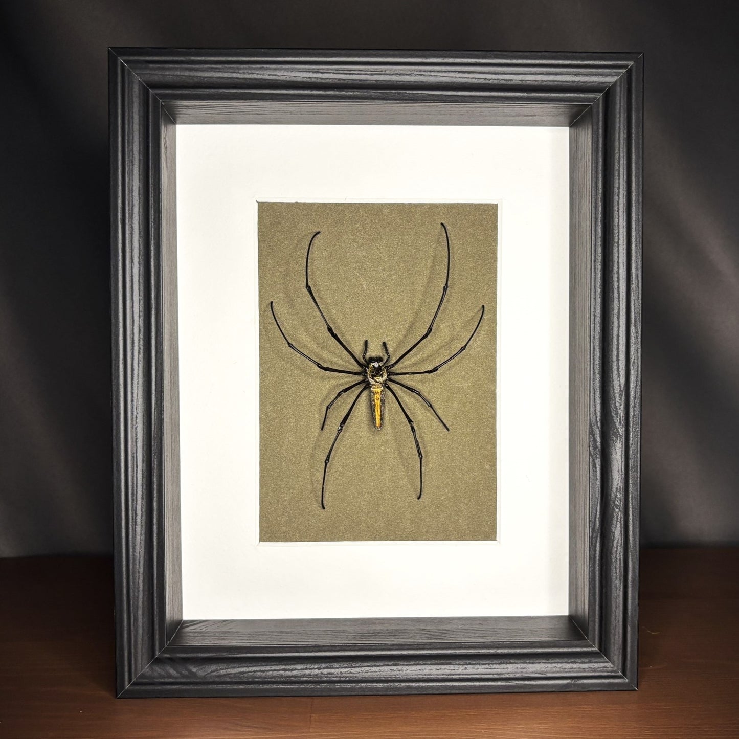 Präparierte Spinne - Riesenradnetzspinne (Nephila maculata) - Echte Spinne in klassischem Rahmen