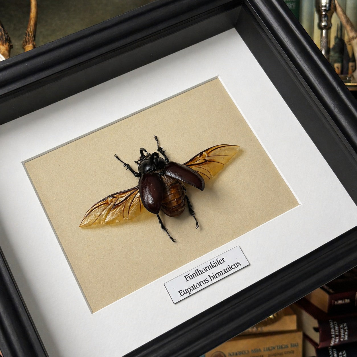 Käferpräparat | Fünfhornkäfer (Eupatorus birmanicus) | Schaukasten mit Namensschild
