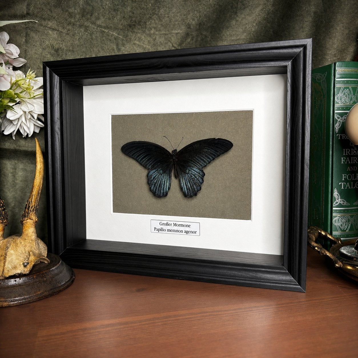 Schmetterlingspräparat | Großer Mormone (Papilio memnom agenor) | Schaukasten mit Namensschild