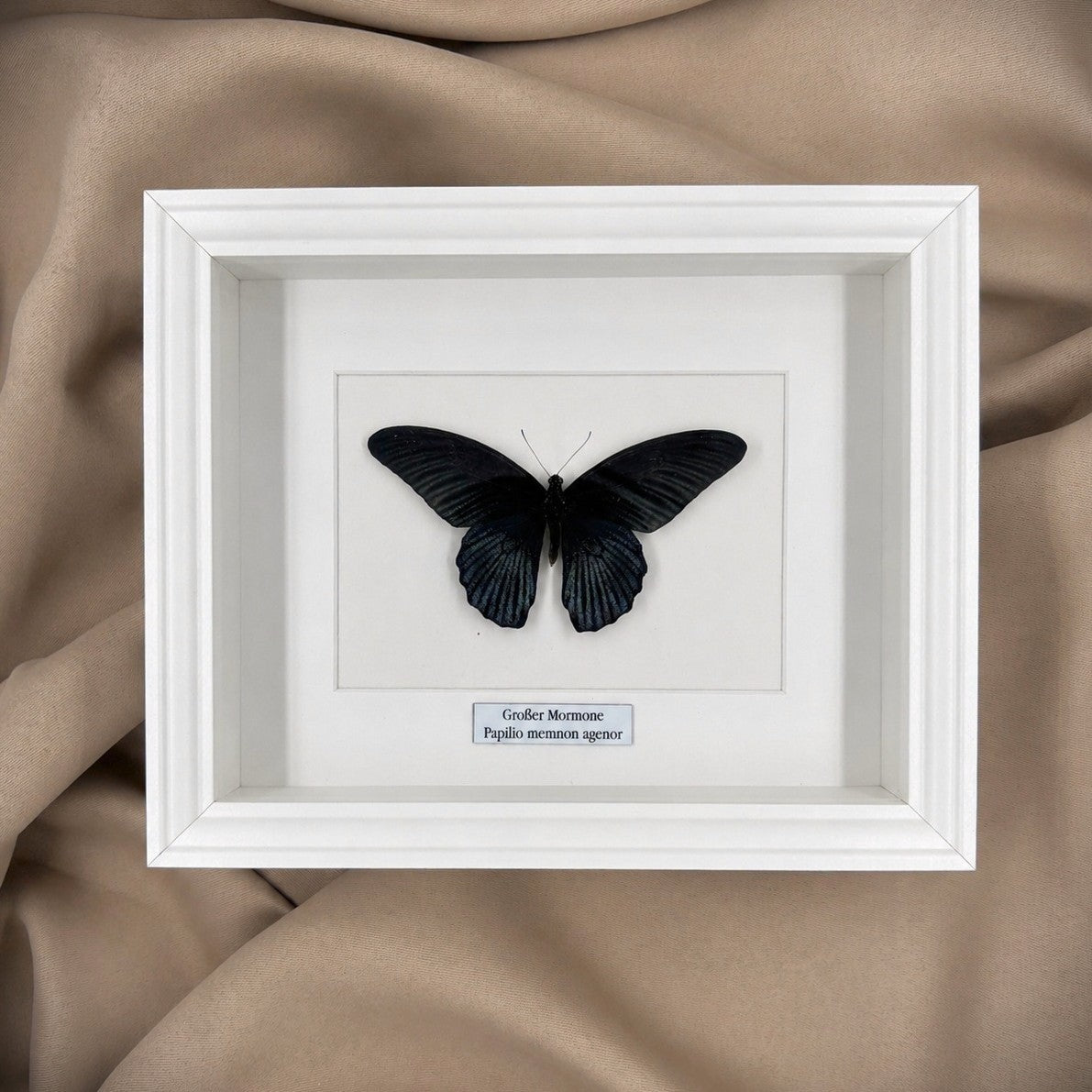 Schmetterlingspräparat | Großer Mormone (Papilio memnom agenor) | Schaukasten mit Namensschild