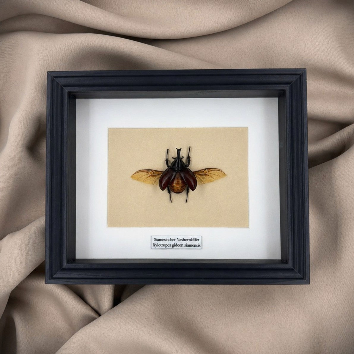 Käferpräparat | Nashornkäfer (Xylotrupes gideon siamensis) | Schaukasten mit Namensschild