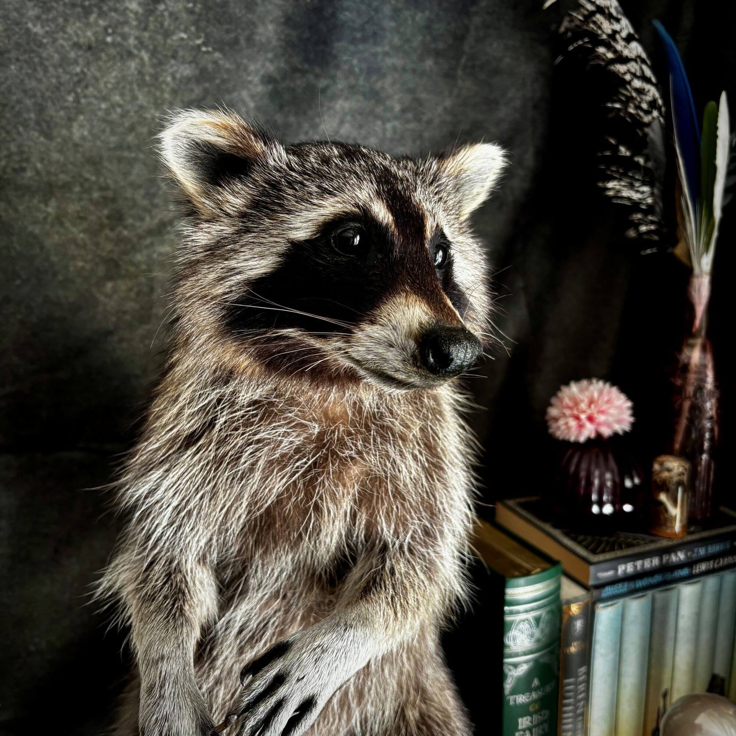 Präparat | Waschbär (Procyon lotor) | Ganzpräparat auf Holzpodest