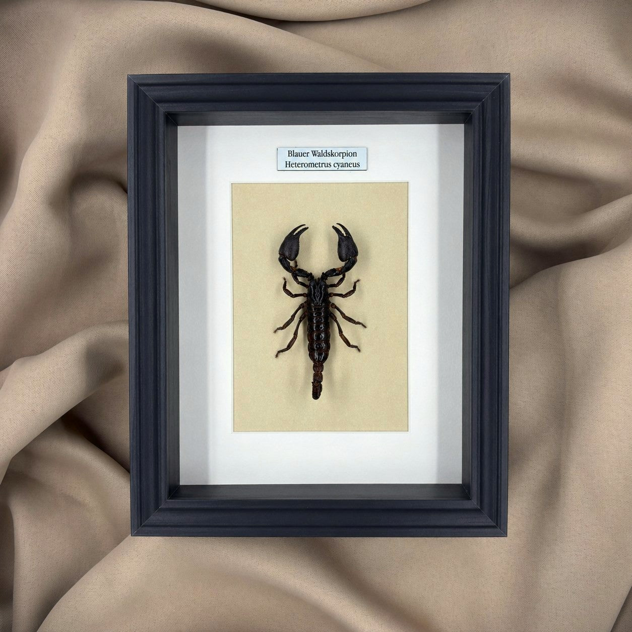 Präparat | Waldskorpion (Heterometrus cyaneus) | Schaukasten mit Namensschild