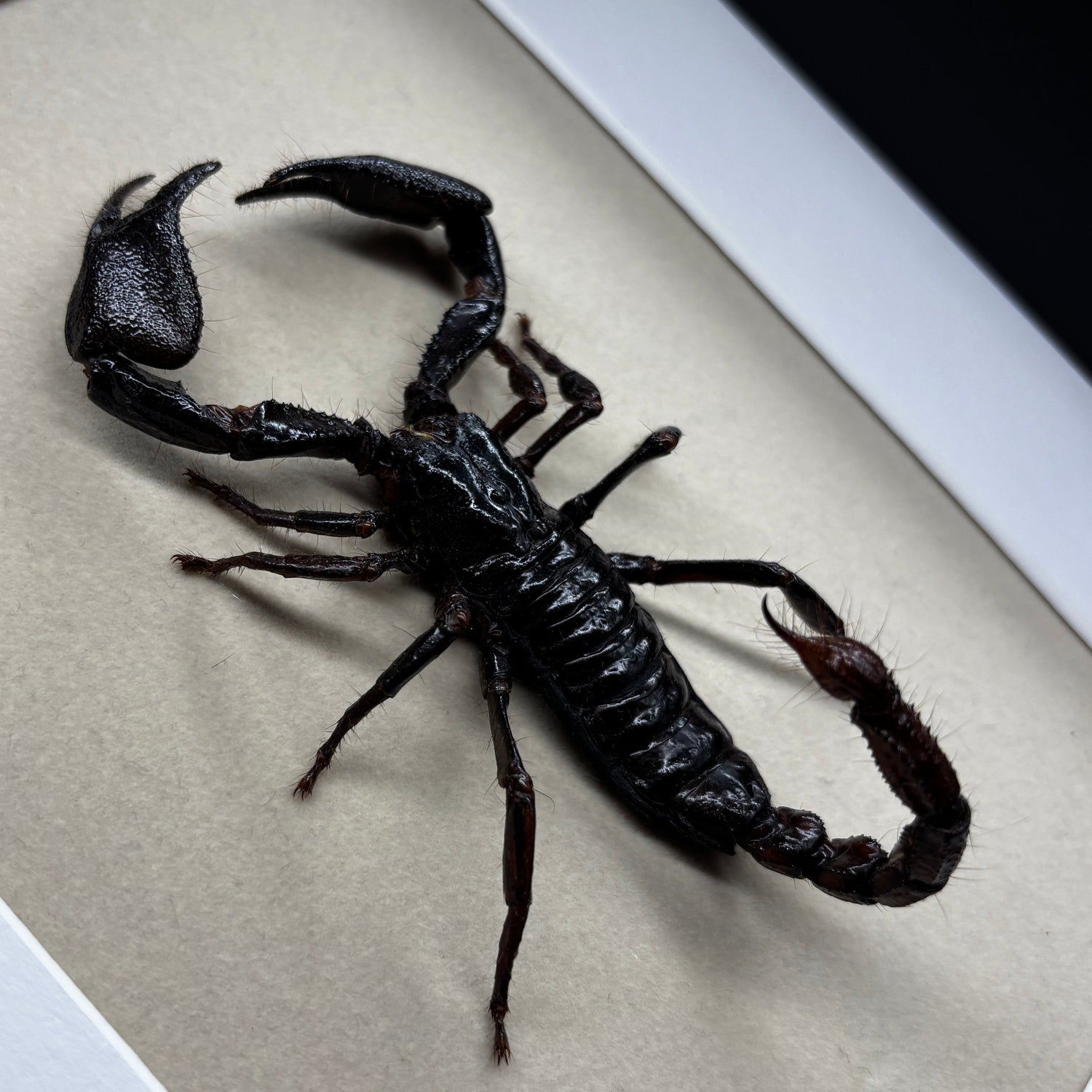 Insekten & Spinnentiere