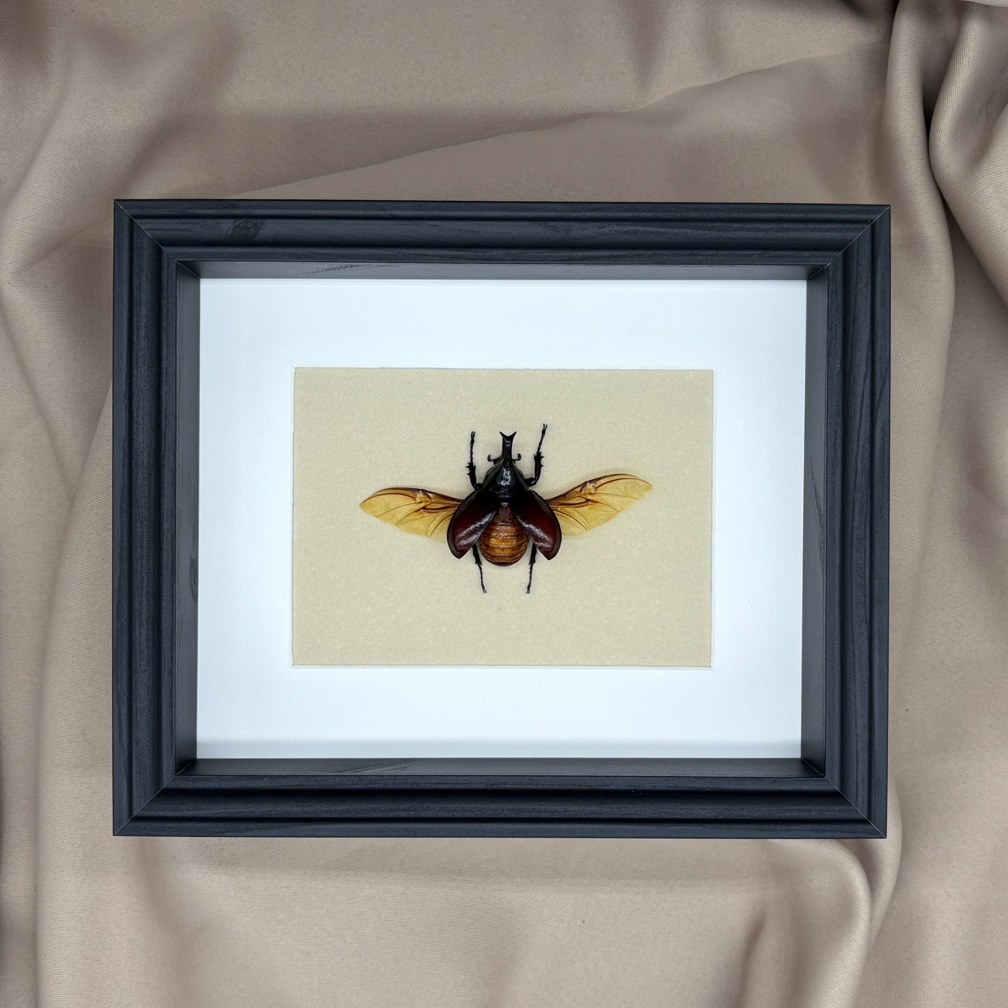 Nashornkäfer (Xylotrupes gideon siamensis) | Präparat | Echter Käfer | Käfer-Präparat