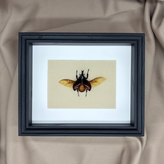 Nashornkäfer (Xylotrupes gideon siamensis) | Präparat | Echter Käfer | Käfer-Präparat