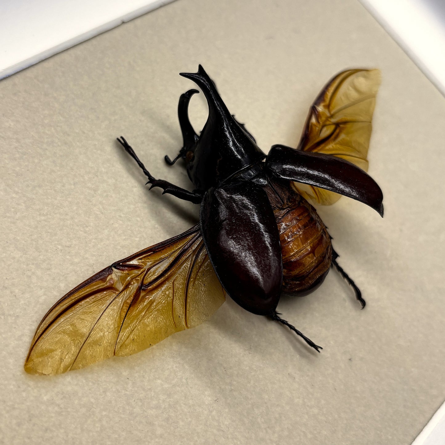 Nashornkäfer (Xylotrupes gideon siamensis) | Präparat | Echter Käfer | Käfer-Präparat