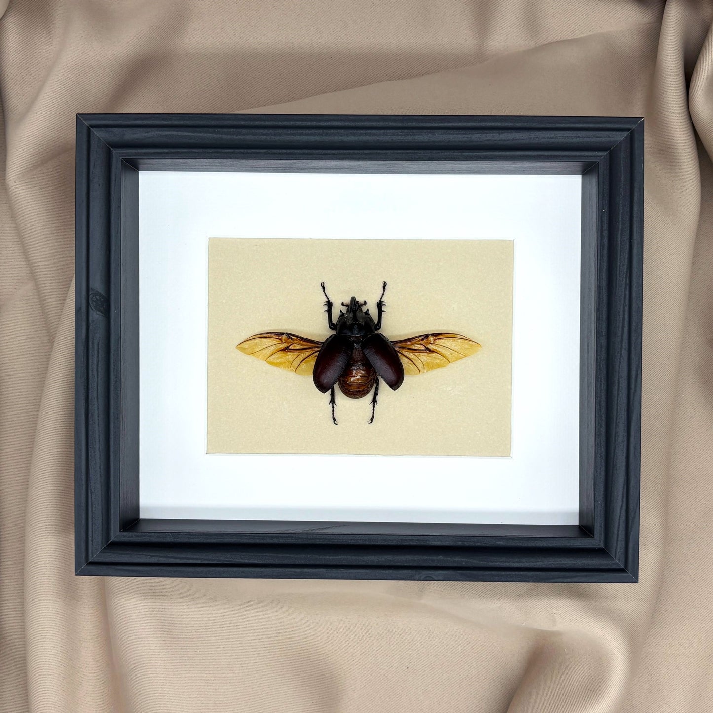 Großer Hornkäfer (Eupatorus birmanicus) | Präparat | Echter Käfer