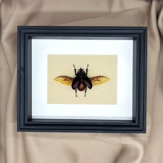 Großer Hornkäfer (Eupatorus birmanicus) | Präparat | Echter Käfer