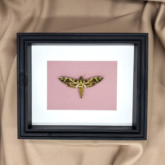 Präparierte Motte | Oleanderschwärmer (Daphnis nerii)	| Echte Motte in klassischem Rahmen