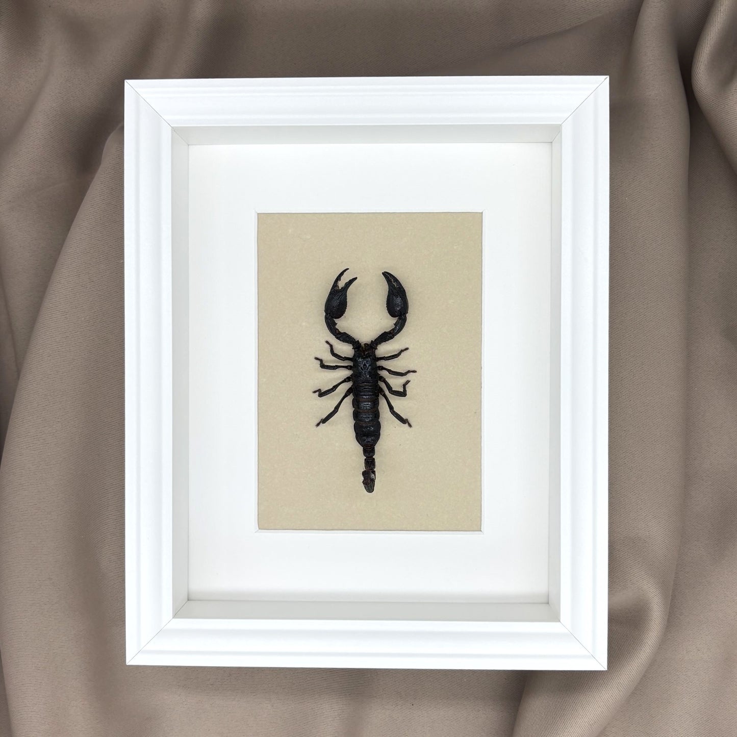 Asiatischer Skorpion (Heterometrus laoticus) | Präparat | Echter Skorpion