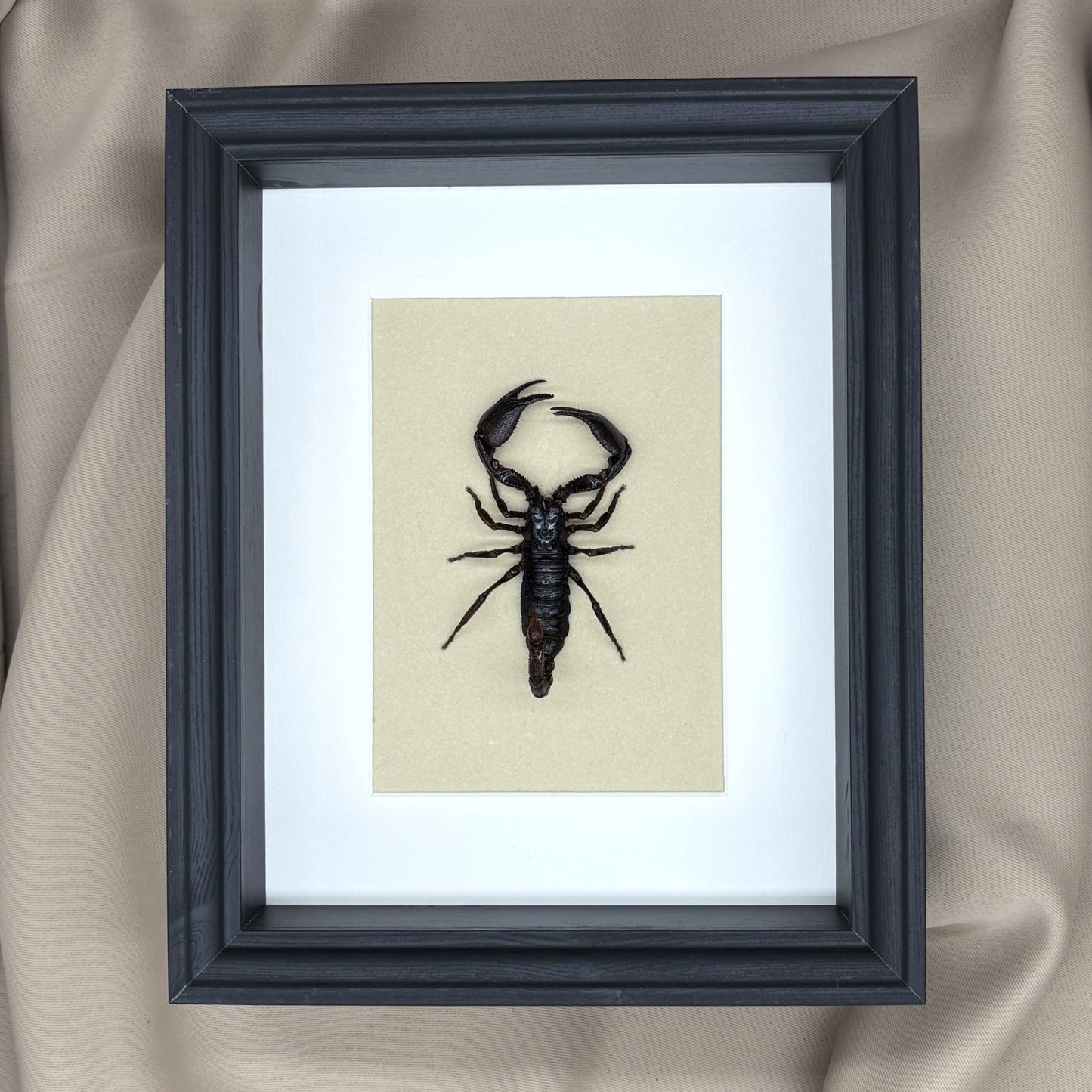 Asiatischer Skorpion (Heterometrus laoticus) | Präparat | Echter Skorpion