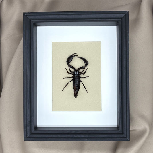 Asiatischer Skorpion (Heterometrus laoticus) | Präparat | Echter Skorpion