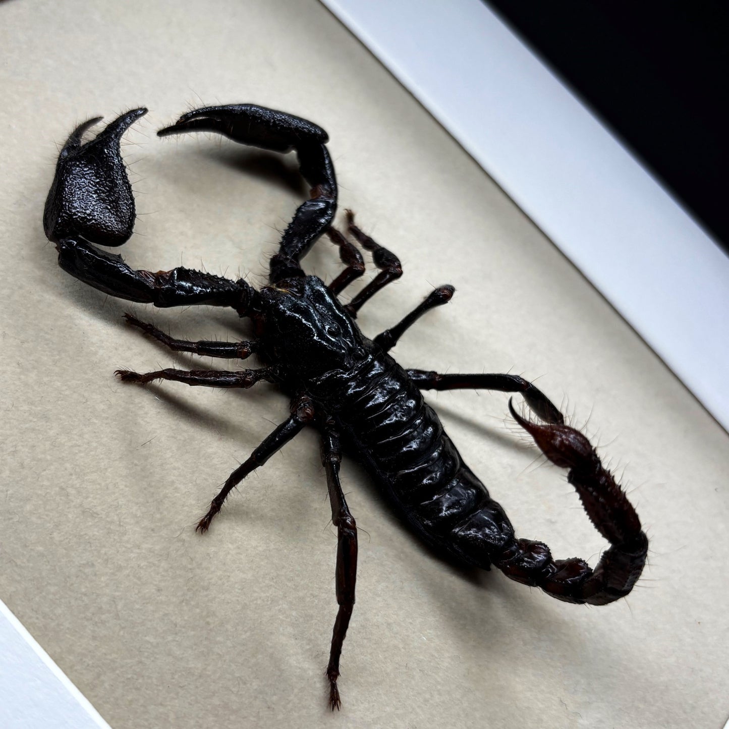 Asiatischer Skorpion (Heterometrus laoticus) | Präparat | Echter Skorpion