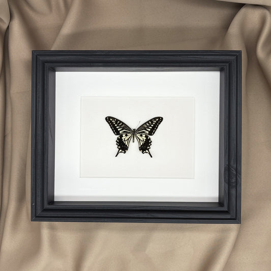 Japanischer Schwalbenschwanz (Papilio xuthus xuthus) | Präparat | Echter Schmetterling