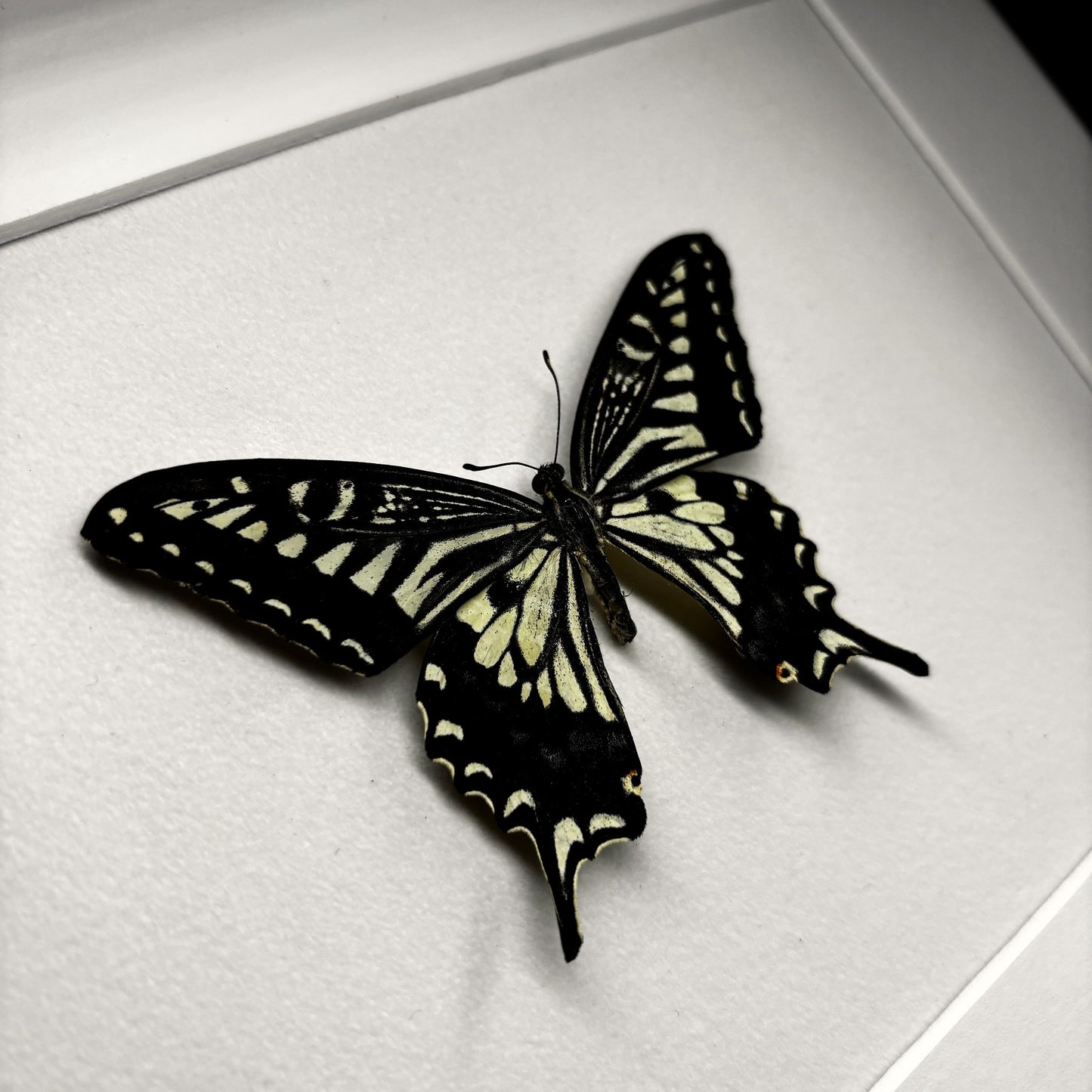 Japanischer Schwalbenschwanz (Papilio xuthus xuthus) | Präparat | Echter Schmetterling