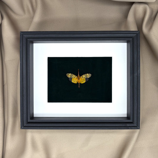 Gelber Laternenkäfer (Pyrops Candelaria) | Präparat | Echter Käfer