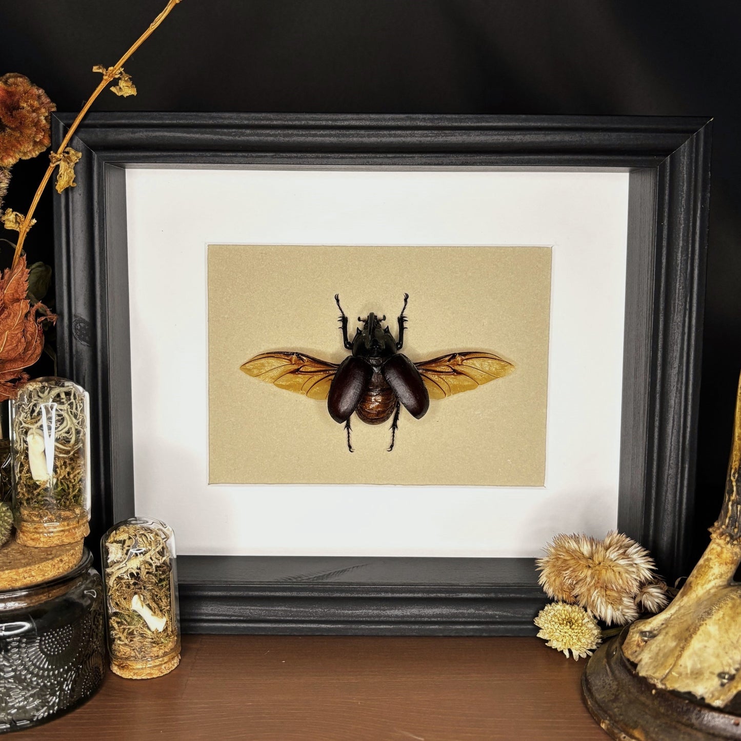 Großer Hornkäfer (Eupatorus birmanicus) | Präparat | Echter Käfer