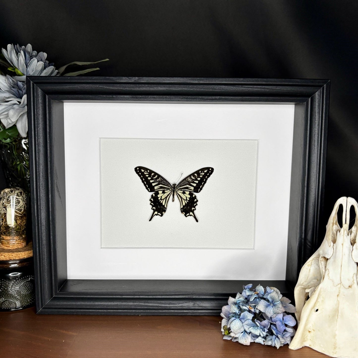 Japanischer Schwalbenschwanz (Papilio xuthus xuthus) | Präparat | Echter Schmetterling