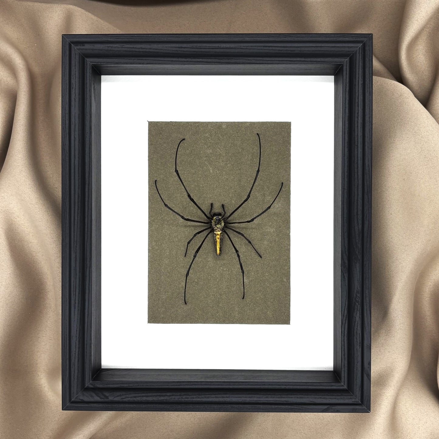 Präparierte Spinne - Riesenradnetzspinne (Nephila maculata) - Echte Spinne in klassischem Rahmen