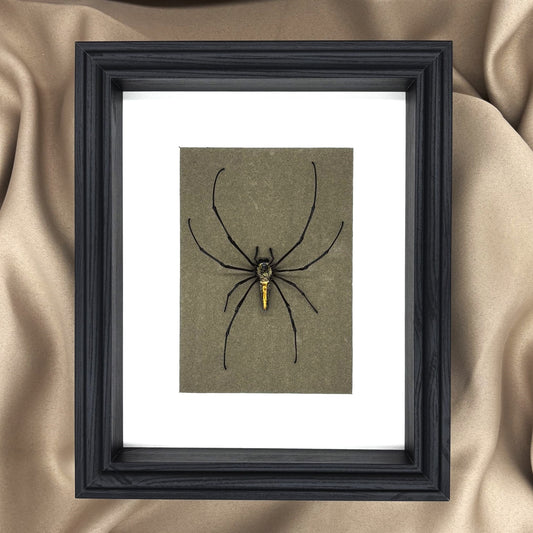 Präparierte Spinne - Riesenradnetzspinne (Nephila maculata) - Echte Spinne in klassischem Rahmen