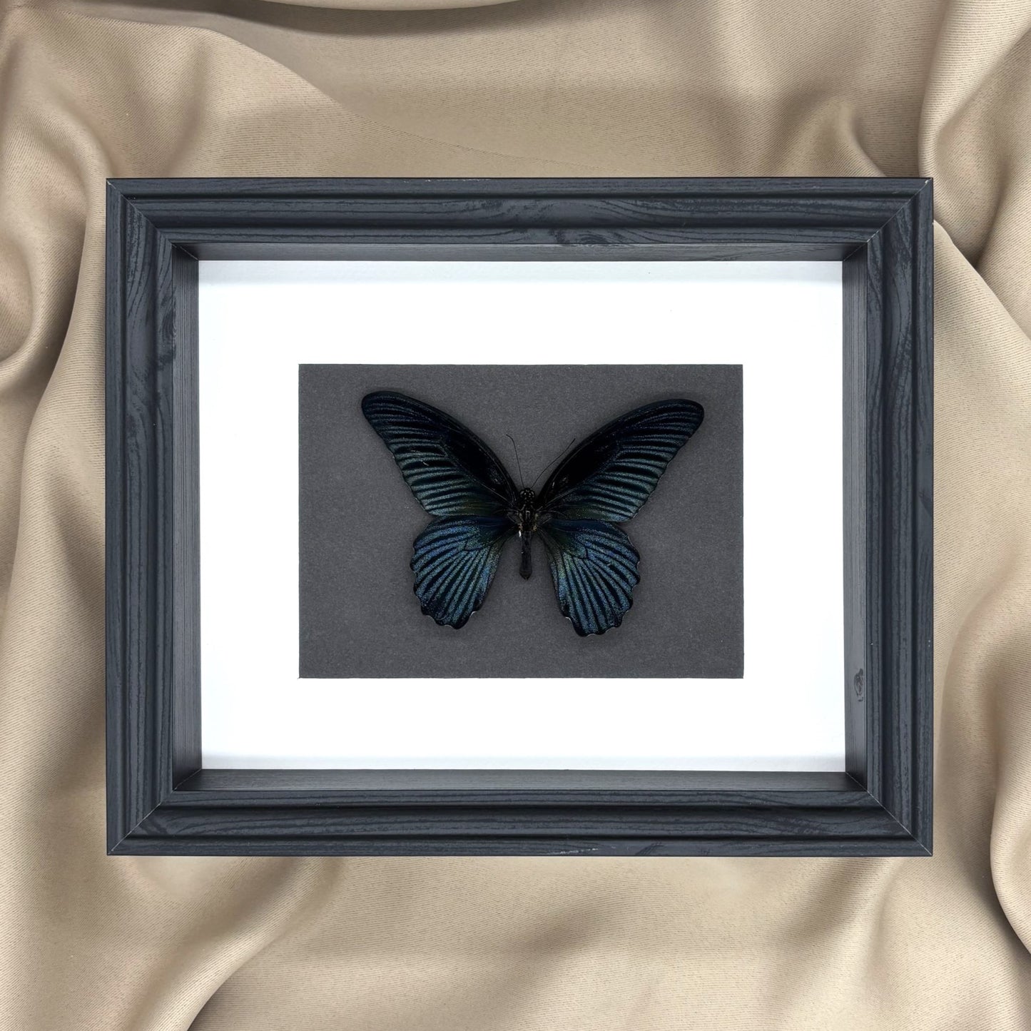 Großer Mormone (Papilio memnom agenor) | Präparat | Echter Schmetterling
