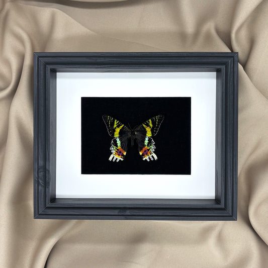 Bunter Regenbogenfalter (Urania ripheus) | Präparat | Echter Schmetterling