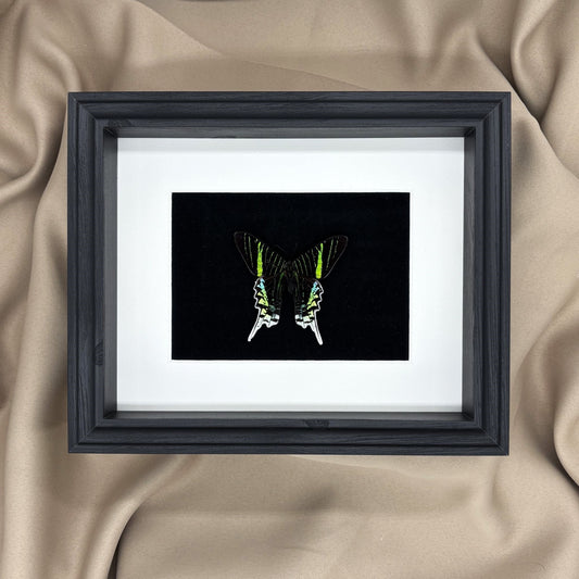 Grüner Regenbogenfalter (Urania leilus) | Präparat | Echter Schmetterling