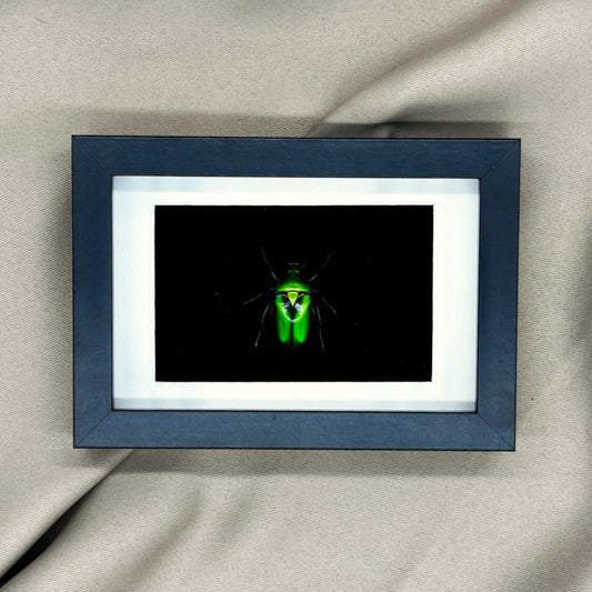 Präparierter Käfer	| Grüner Rosenkäfer (Rhomborrhina resplendens) | Echter Käfer in klassischem Rahmen