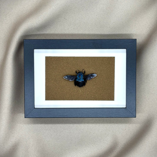 Präparierte Biene | Blaue Holzbiene (Xylocopa caerulea) | Echte Biene in klassischem Rahmen