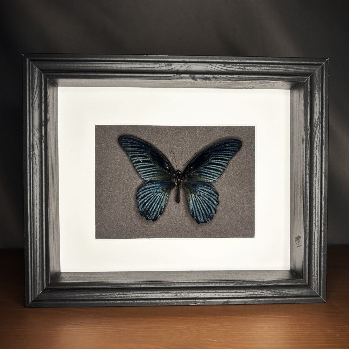 Großer Mormone (Papilio memnom agenor) | Präparat | Echter Schmetterling