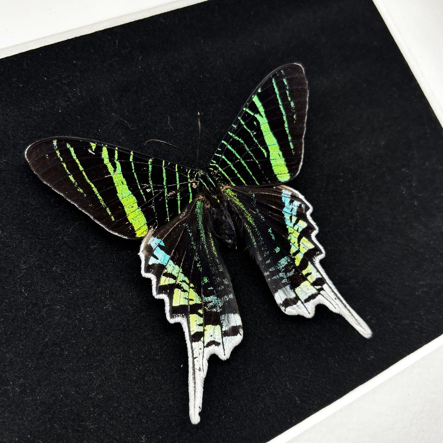 Grüner Regenbogenfalter (Urania leilus) | Präparat | Echter Schmetterling