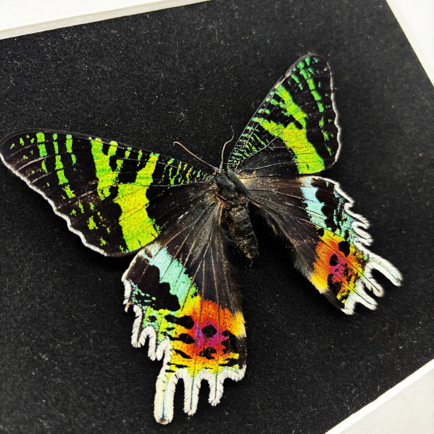 Bunter Regenbogenfalter (Urania ripheus) | Präparat | Echter Schmetterling