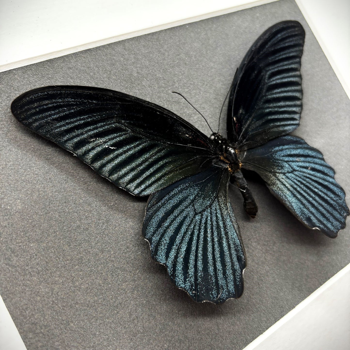 Großer Mormone (Papilio memnom agenor) | Präparat | Echter Schmetterling