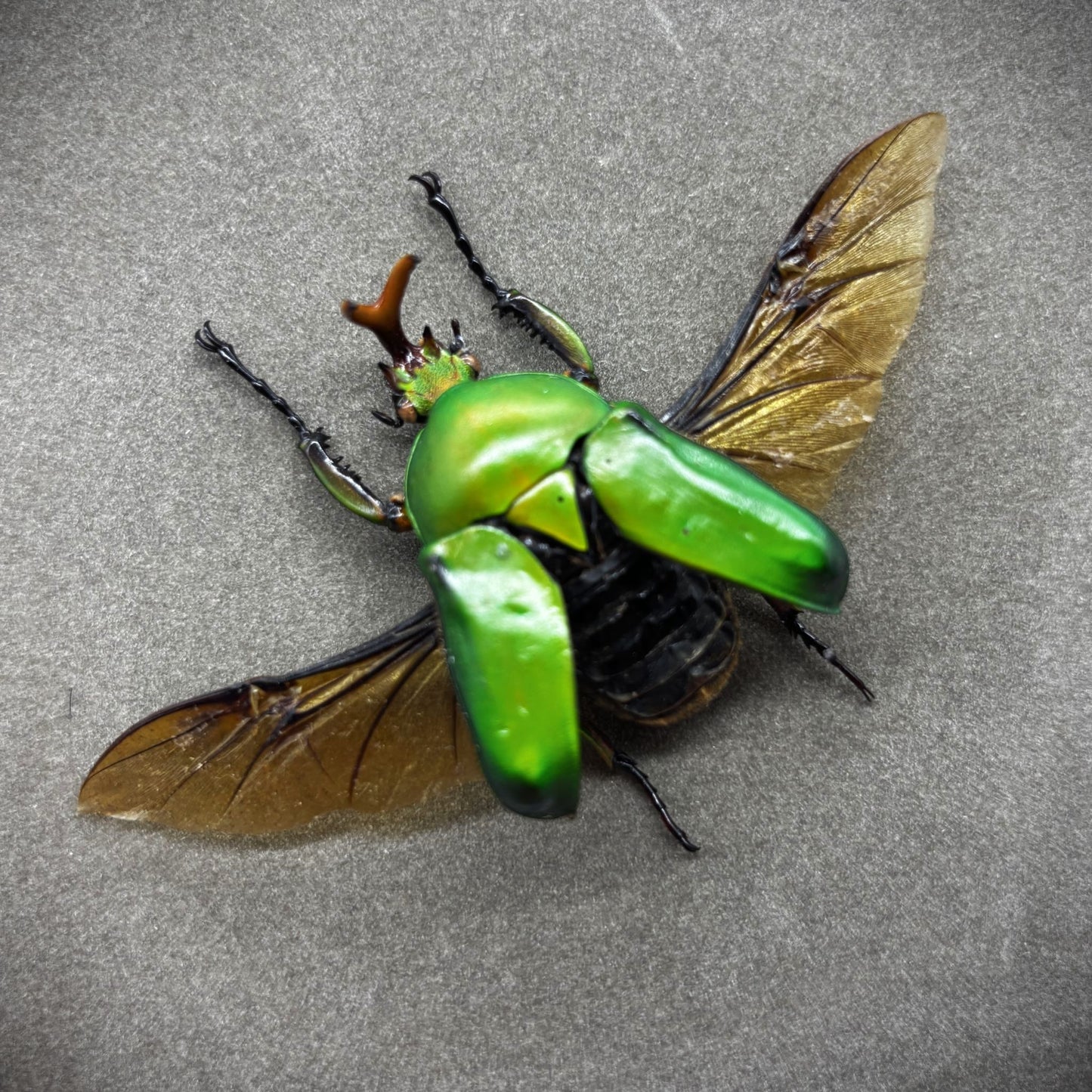 Präparierter Käfer	| Afrikanischer Rosenkäfer (Eudicella morgani togolensis) | Echter Käfer in klassischem Rahmen