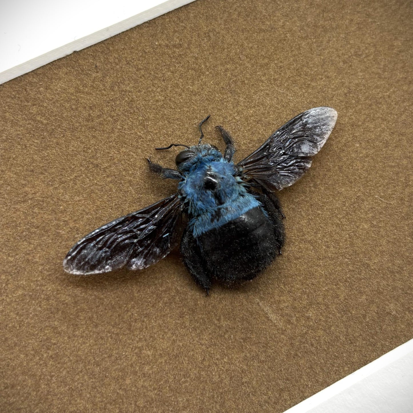 Präparierte Biene | Blaue Holzbiene (Xylocopa caerulea) | Echte Biene in klassischem Rahmen