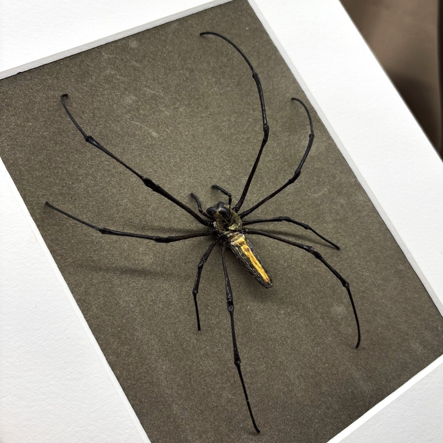 Präparierte Spinne - Riesenradnetzspinne (Nephila maculata) - Echte Spinne in klassischem Rahmen