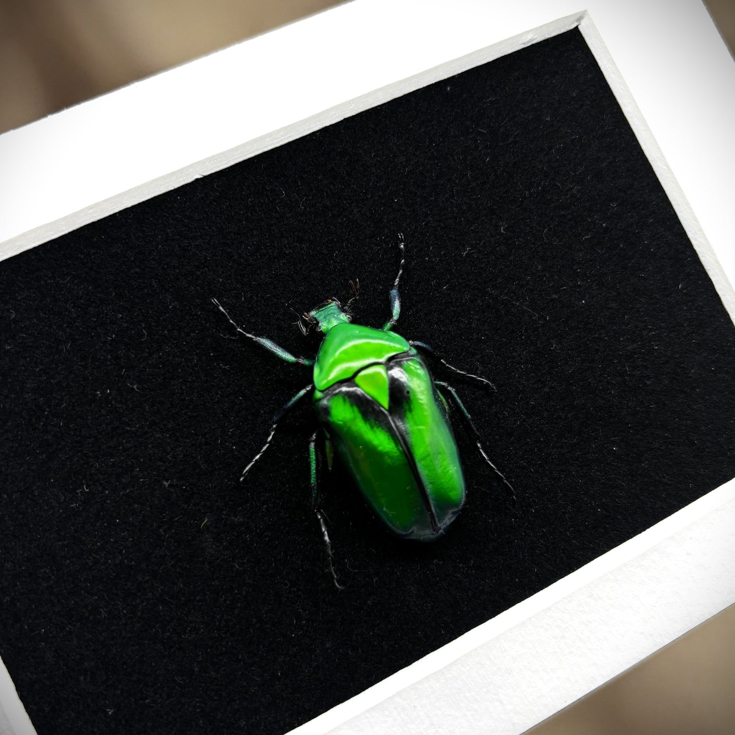 Präparierter Käfer	| Grüner Rosenkäfer (Rhomborrhina resplendens) | Echter Käfer in klassischem Rahmen