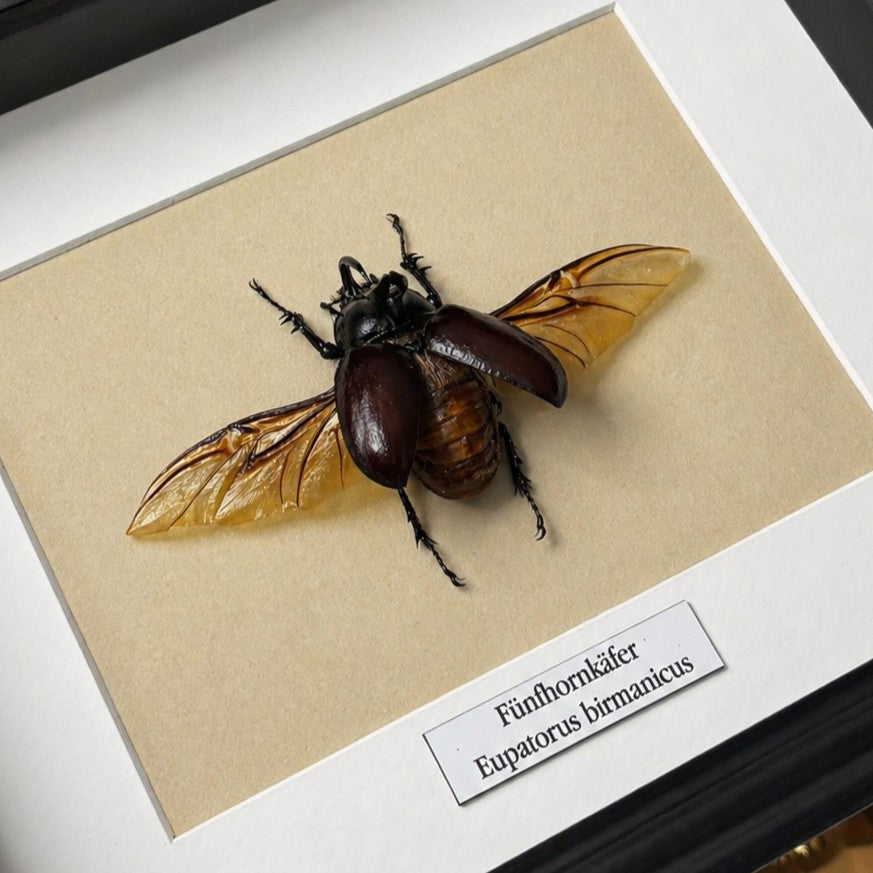 Käferpräparat | Fünfhornkäfer  (Eupatorus birmanicus) | Schaukasten mit Namensschild