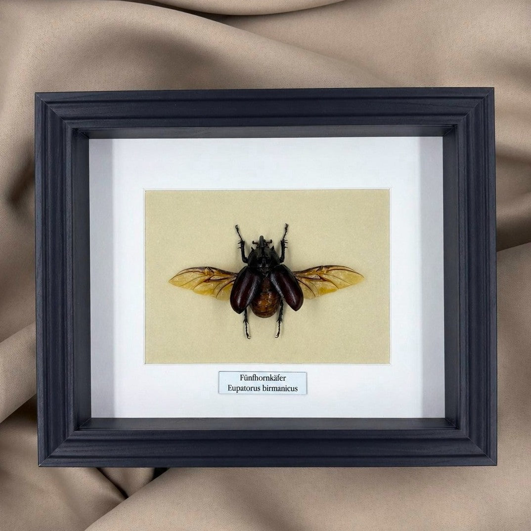 Käferpräparat | Fünfhornkäfer  (Eupatorus birmanicus) | Schaukasten mit Namensschild