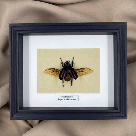 Käferpräparat | Fünfhornkäfer  (Eupatorus birmanicus) | Schaukasten mit Namensschild