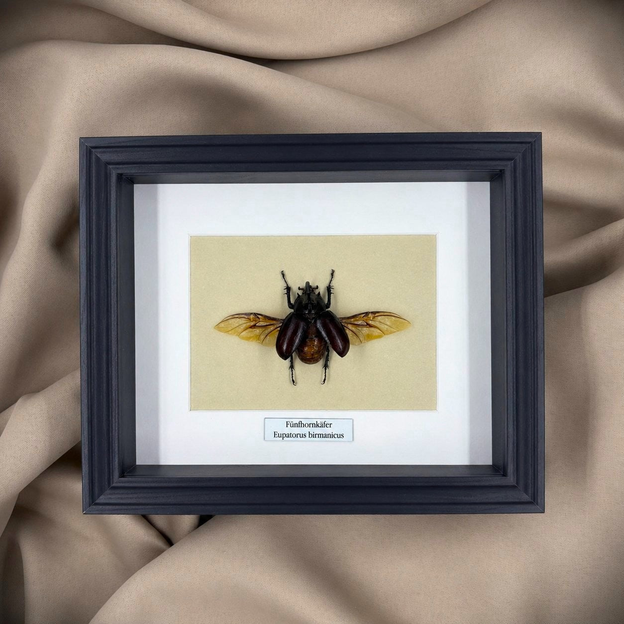 Käferpräparat | Fünfhornkäfer  (Eupatorus birmanicus) | Schaukasten mit Namensschild