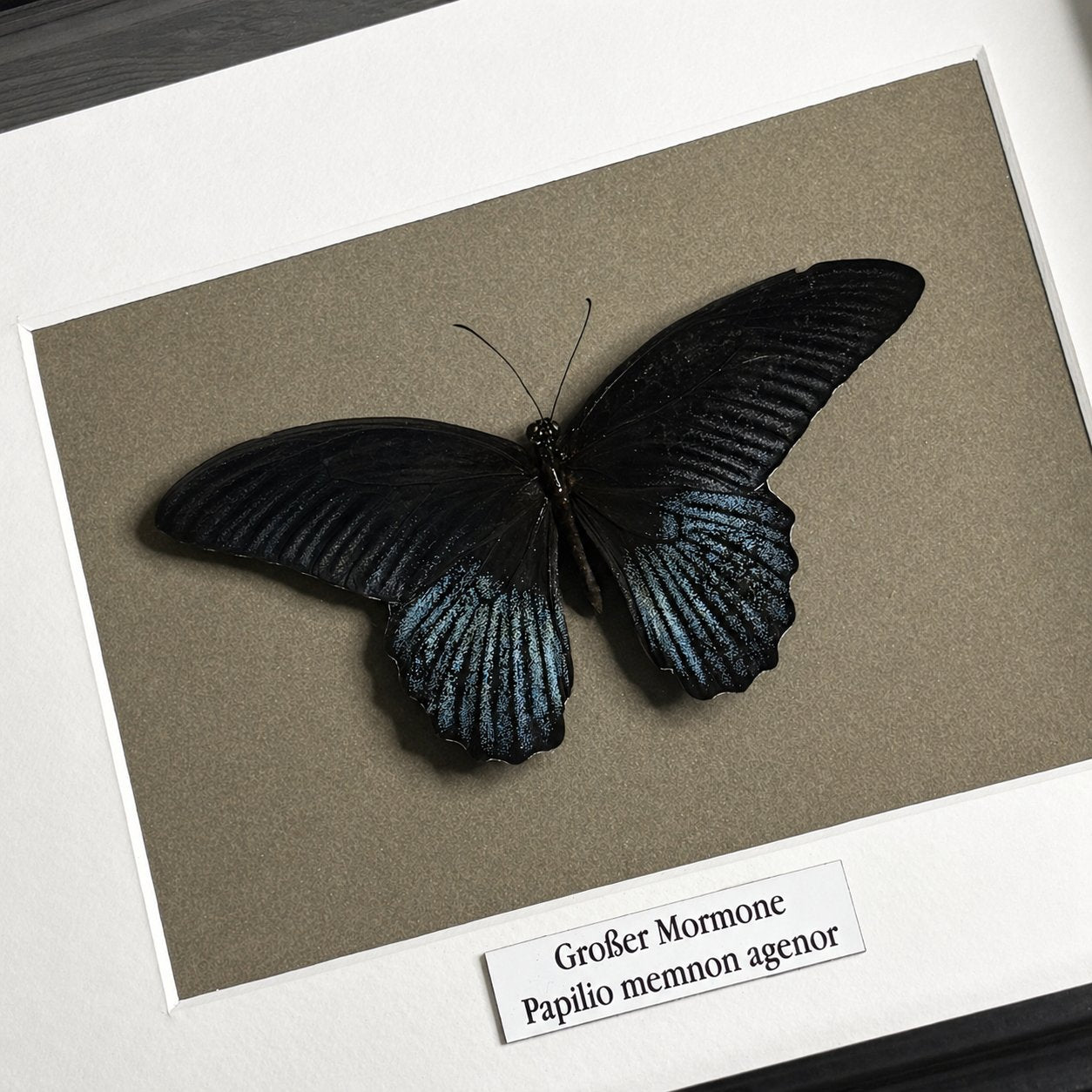 Schmetterlingspräparat | Großer Mormone (Papilio memnom agenor) | Schaukasten mit Namensschild
