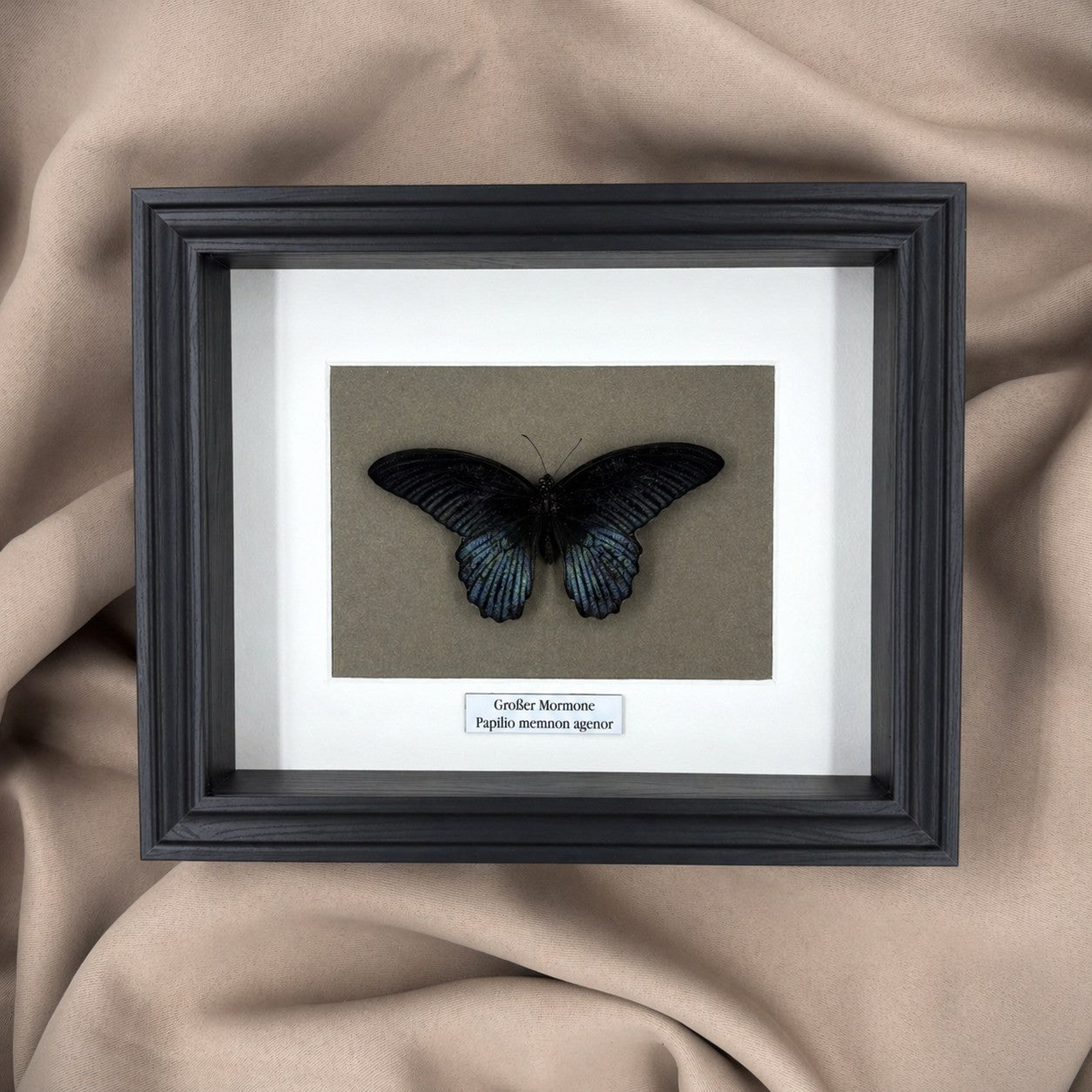 Schmetterlingspräparat | Großer Mormone (Papilio memnom agenor) | Schaukasten mit Namensschild