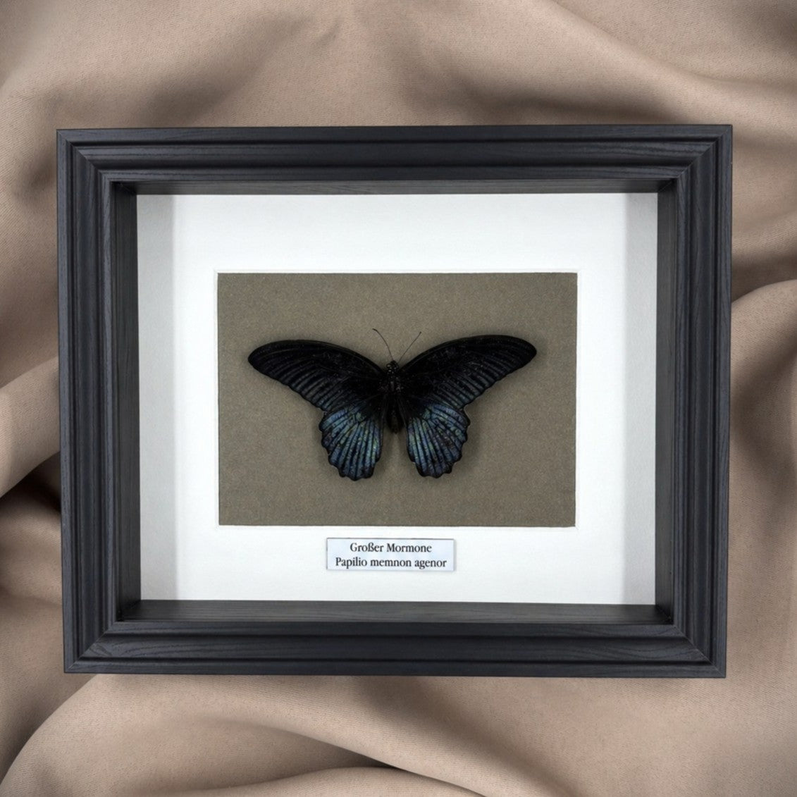 Schmetterlingspräparat | Großer Mormone (Papilio memnom agenor) | Schaukasten mit Namensschild