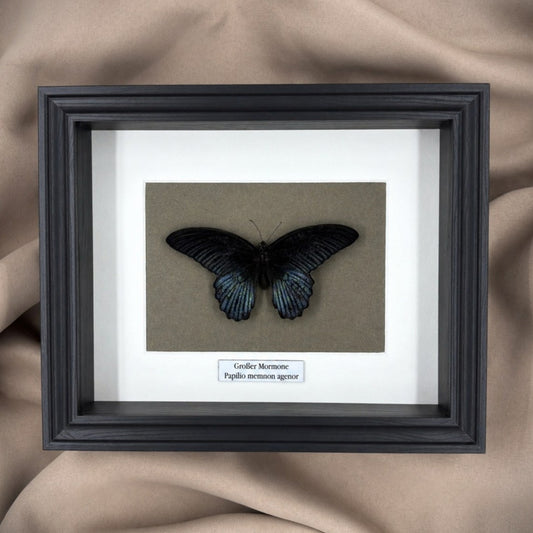 Schmetterlingspräparat | Großer Mormone (Papilio memnom agenor) | Schaukasten mit Namensschild